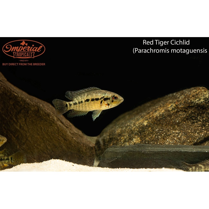 Red Tiger Cichlid 2-3 Unsexed