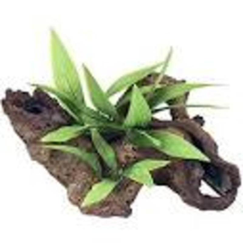 Blue Ribbon Decor Mopani Wood W/plants Small 23 X16 X15cm