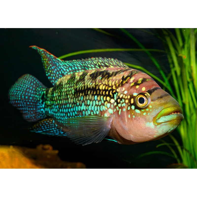 Jack Dempsey 3-4cm