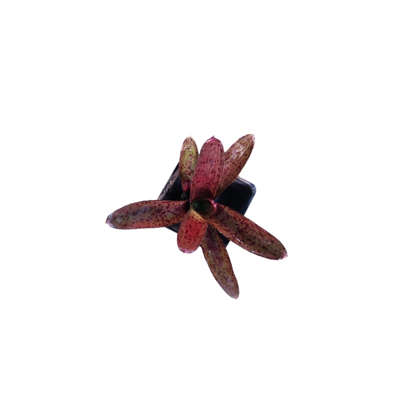 Neoregelia granada x pauciflora