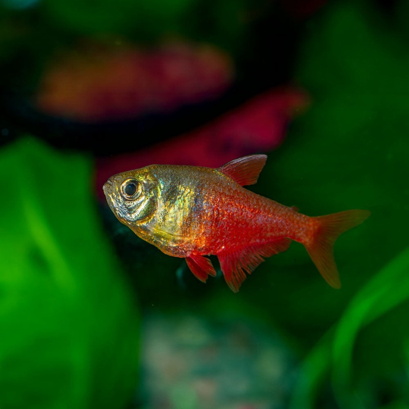 Orange Von Rio Tetra | Flame Tetra Imported 1 Fish