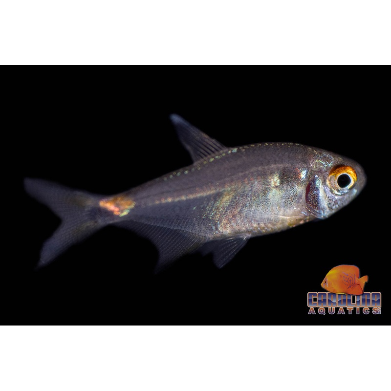 Tetra – Head and Tail Light