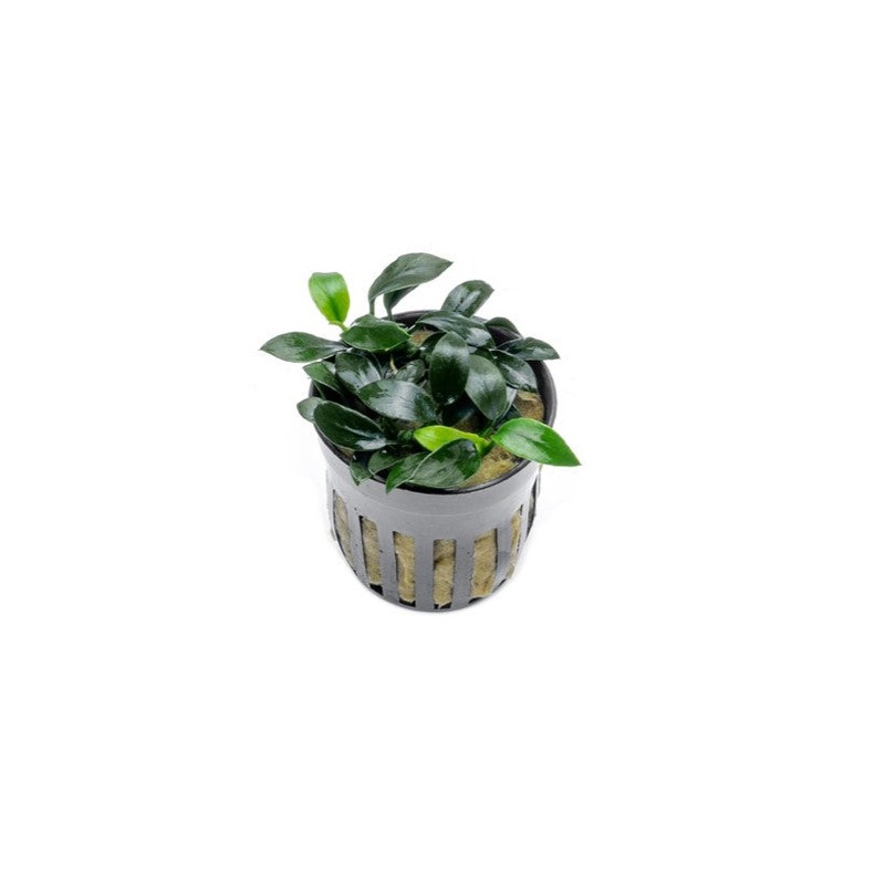 Anubias Jungle Star