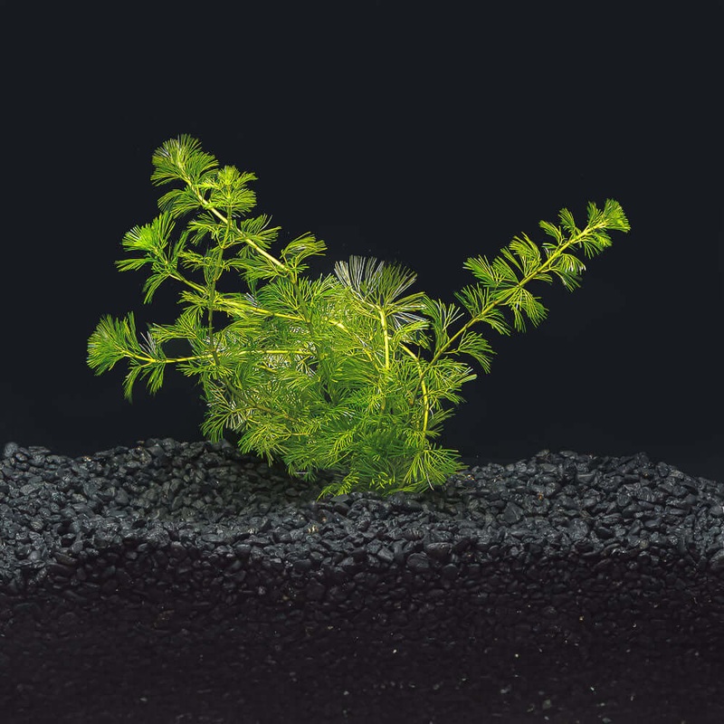 Green Cabomba Carolina | Cabomba caroliniana Bunched