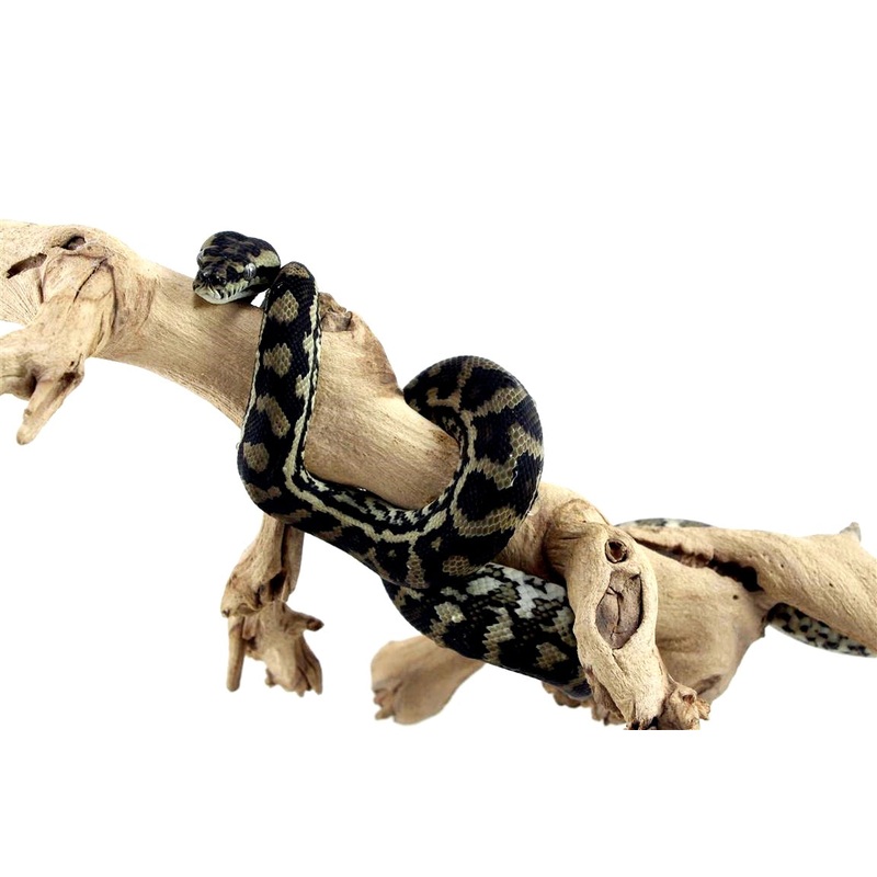 Jungle X Coastal Carpet Python