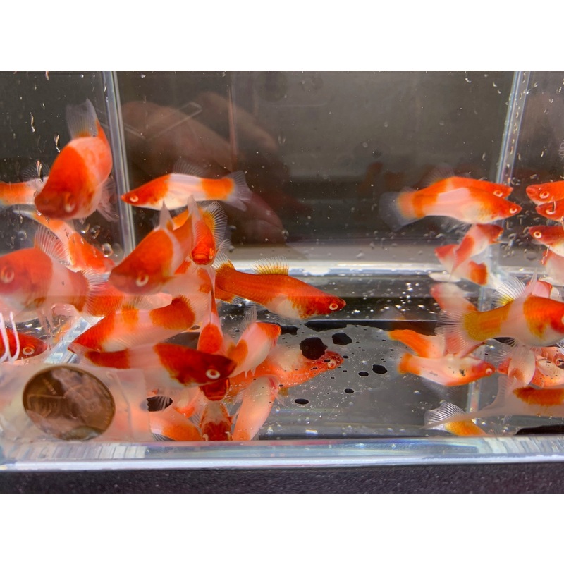 Red & White Swordtail  Size M