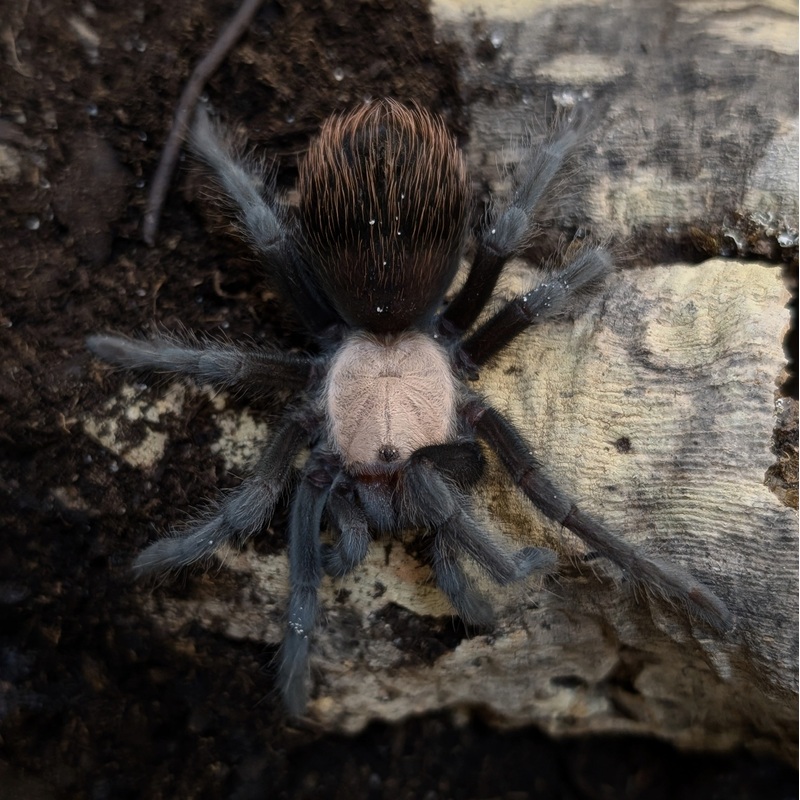 Tarantula – Mexican Gold Red Rump