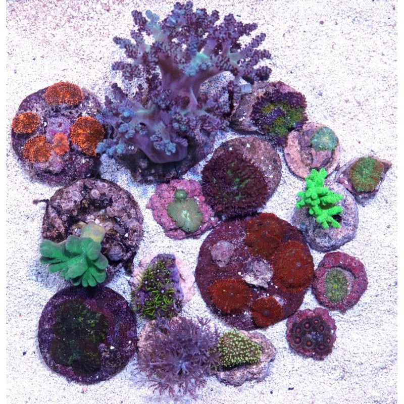 5 pack of Biota Aquacultured Soft Coral Frags