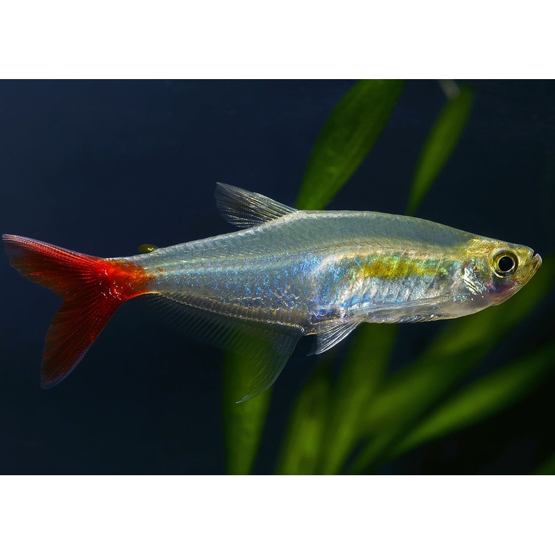 Glass Bloodfin Tetra Special (6 for $25) 3-3.5cm