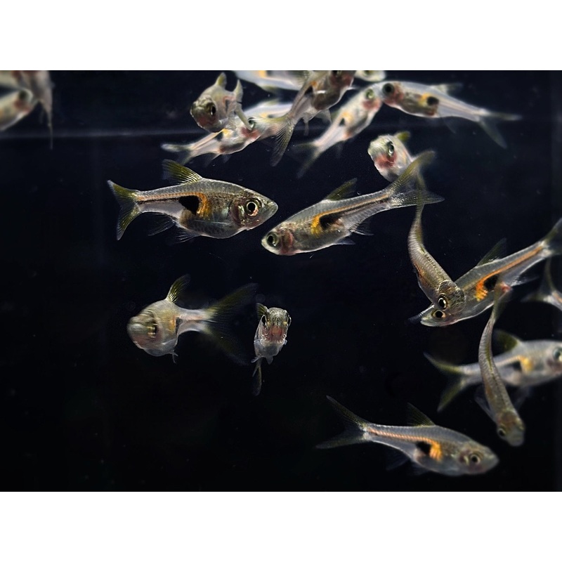 Glowlight Rasbora
