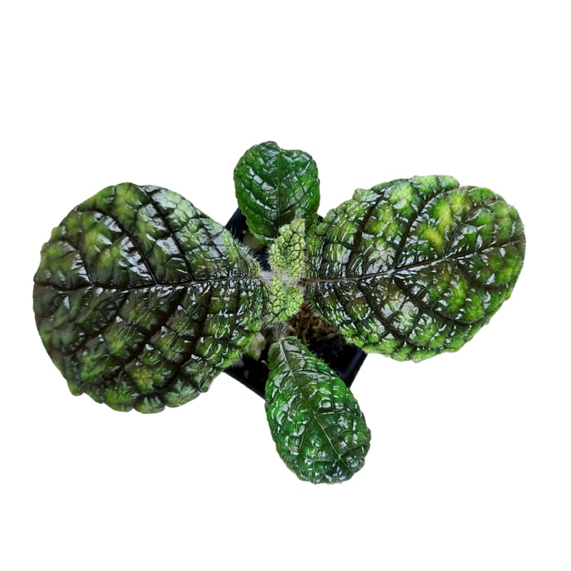 Nautilocalyx erytranthus 6-10 leaf cutting