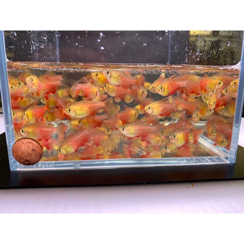 Orange (Von Rio) Tetra