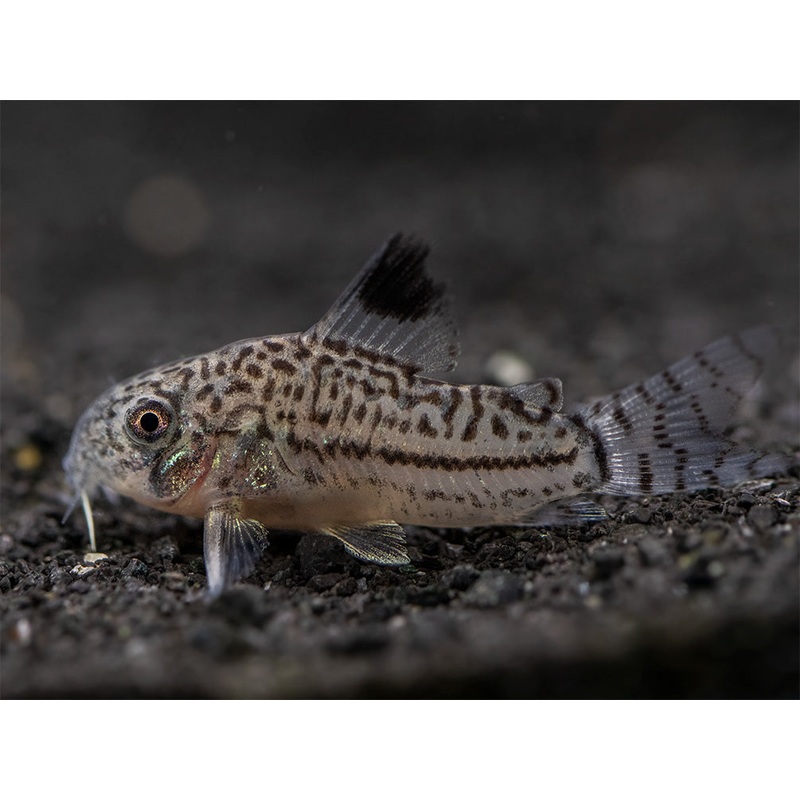 Threestripe AKA False Juli’s Cory Catfish (Corydoras trilineatus), Tank-Bred! School of 3