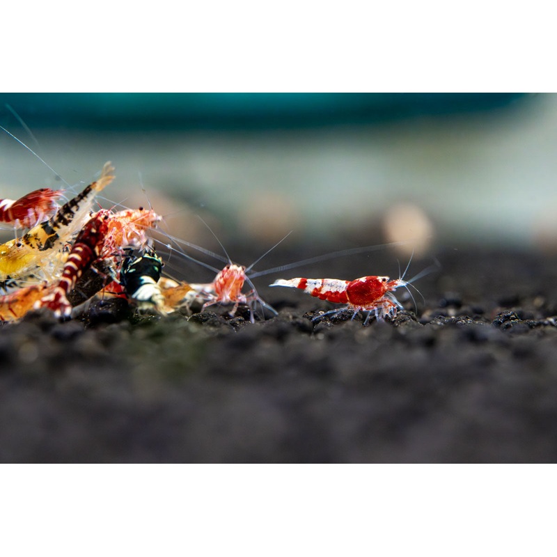 Caridina Culls 5 Shrimp