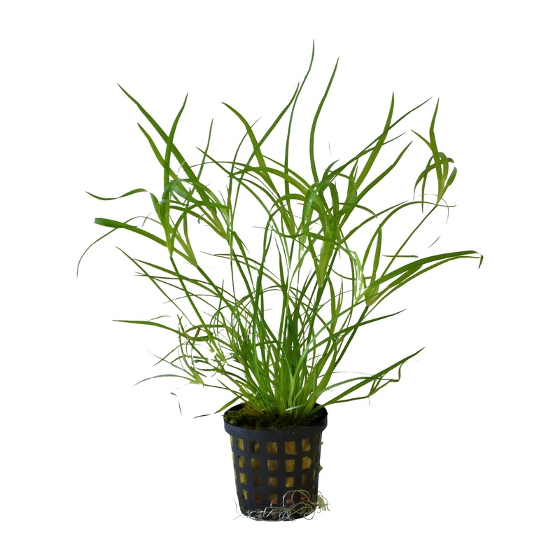 Juncus repens