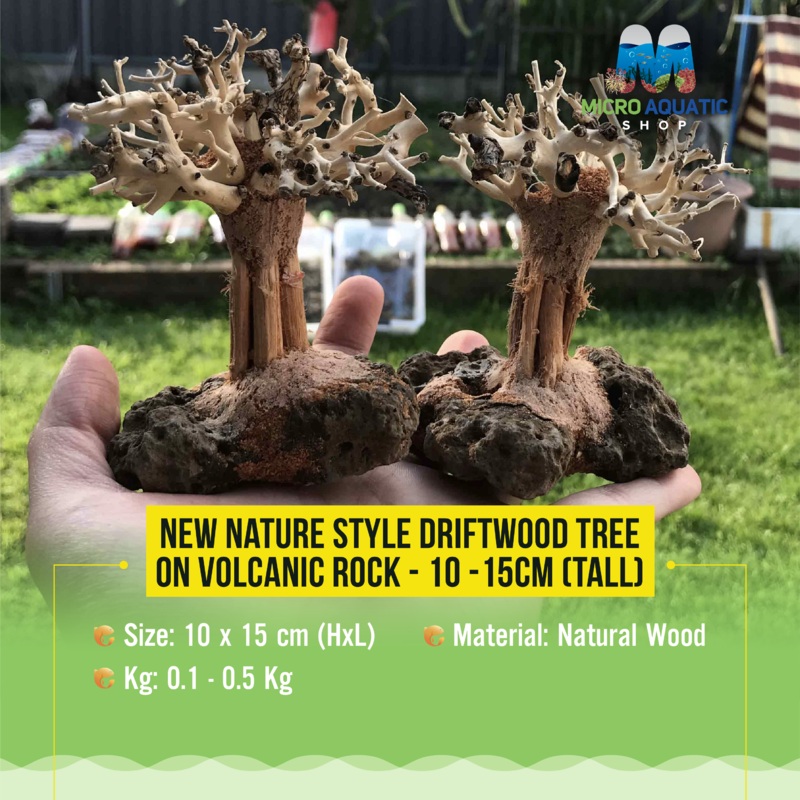 New Nature style Driftwood tree on Volcanic Rock –  10-15cm (Tall ) 10 cm Tall