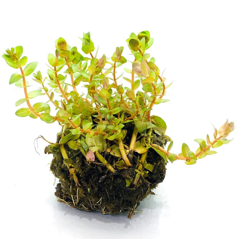 Wabi Kusa (Rotala macrandra Green)