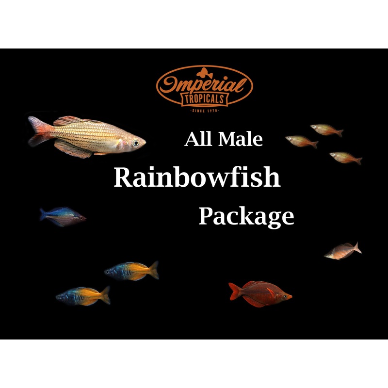 All Male Rainbowfish Package (3 Pack) 2-3 Male