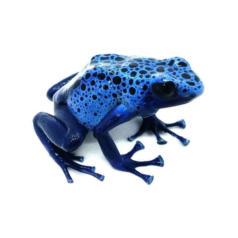 Dendrobates tinctorius “Azureus” Juvenile