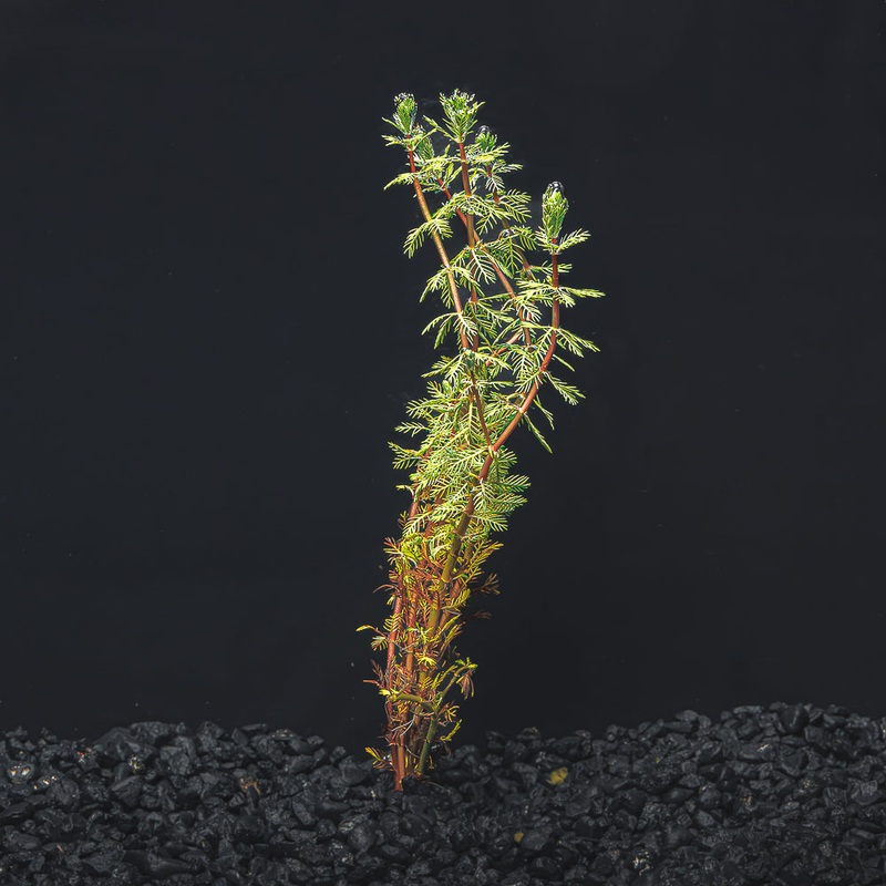 Dwarf Red Parrot’s Feather Bunched
