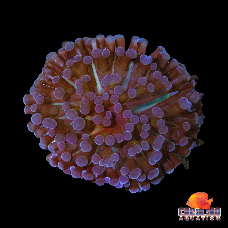 Frag – Purple Frammer Frag