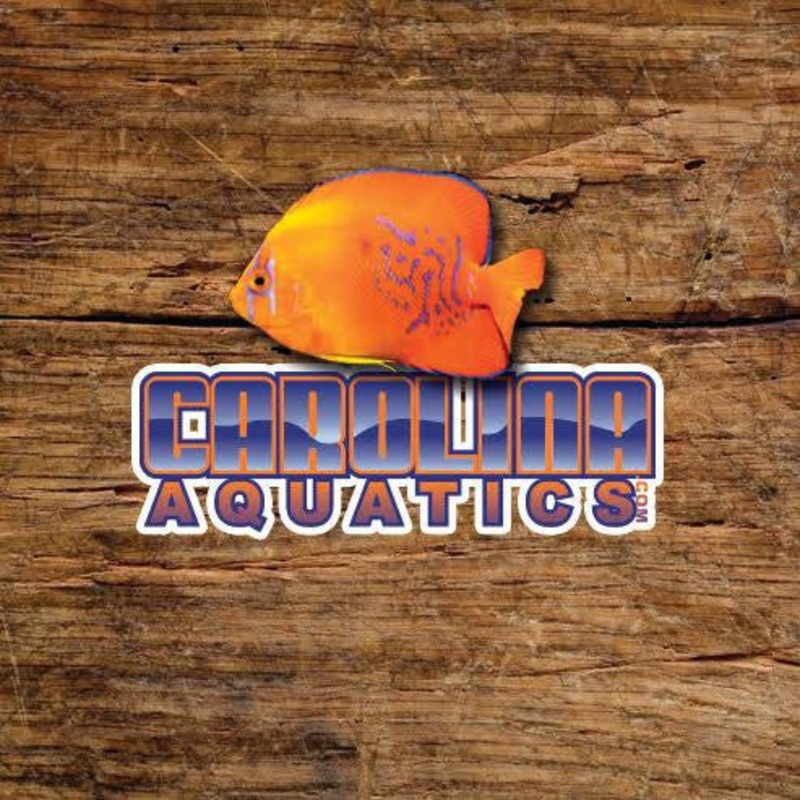 Guppy – Endler Royal Blue