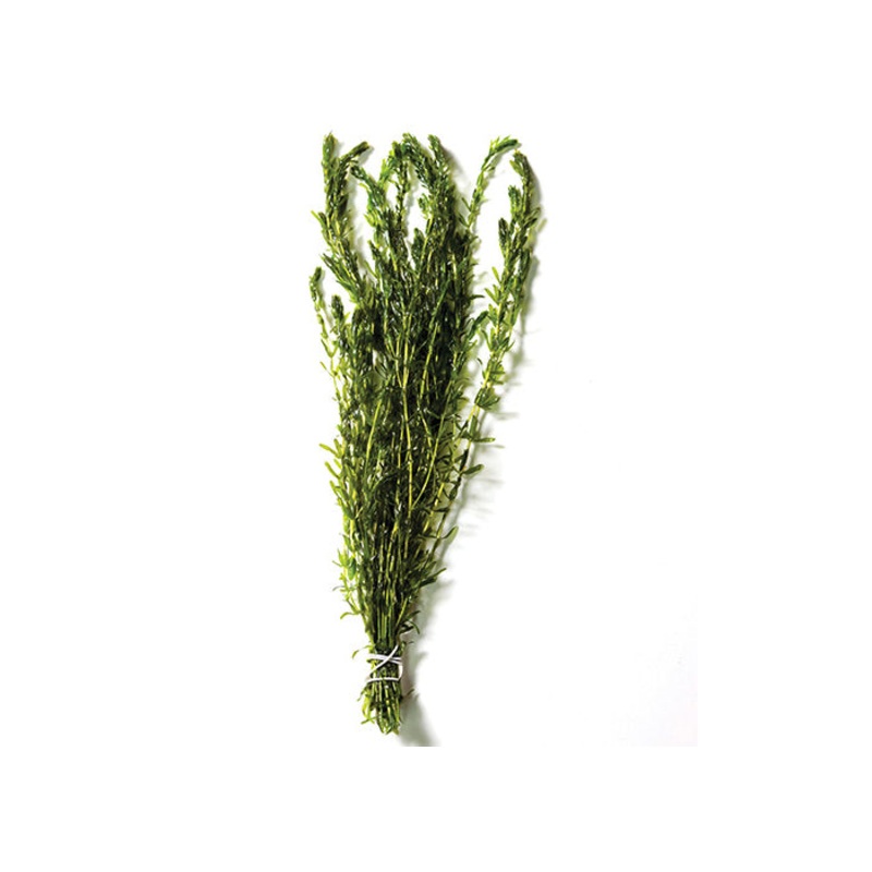 Hydrilla
