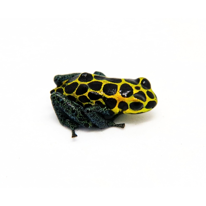 Ranitomeya imitator “Tarapoto” Juvenile