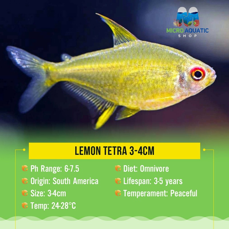 Tetra- Lemon 3cm 1 pc