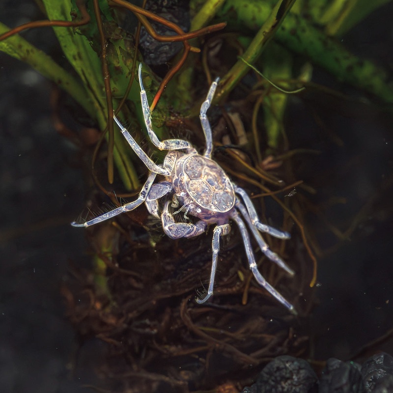 5 Thai Micro Crabs | Limnopilos Naiyanetri Imported