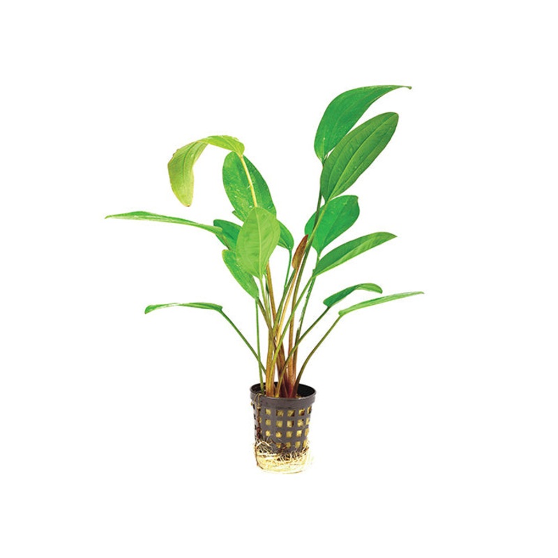 Echinodorus Fire Feather in Mesh Pot Small
