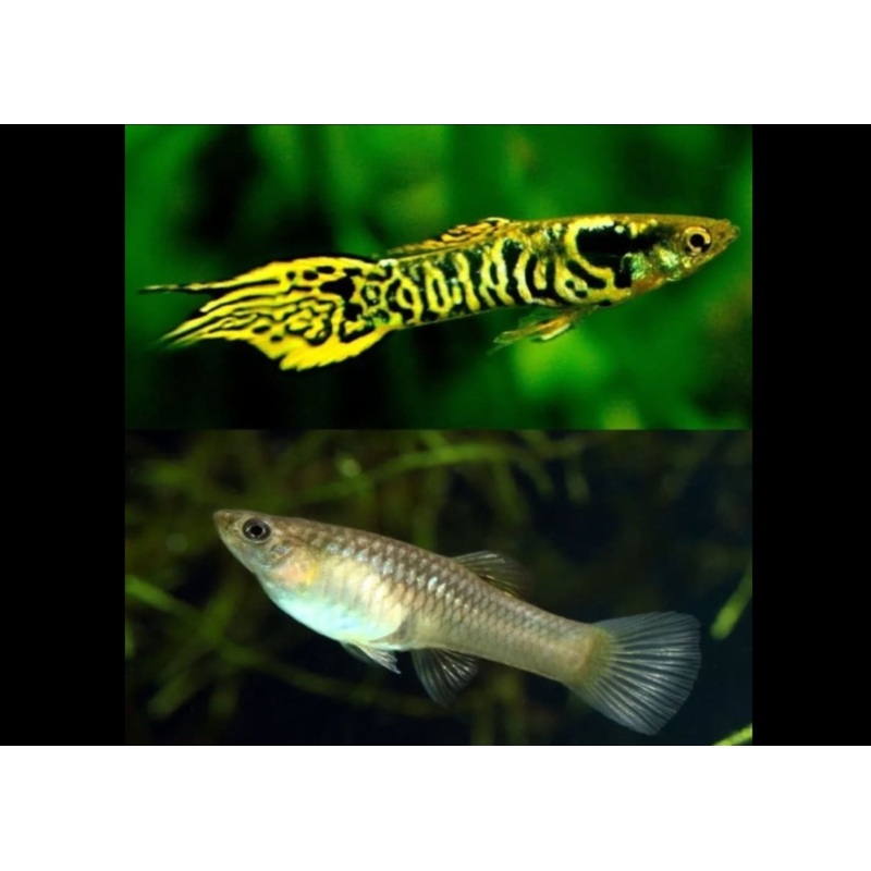 Endler Guppy – Yellow Tiger 1-2cm