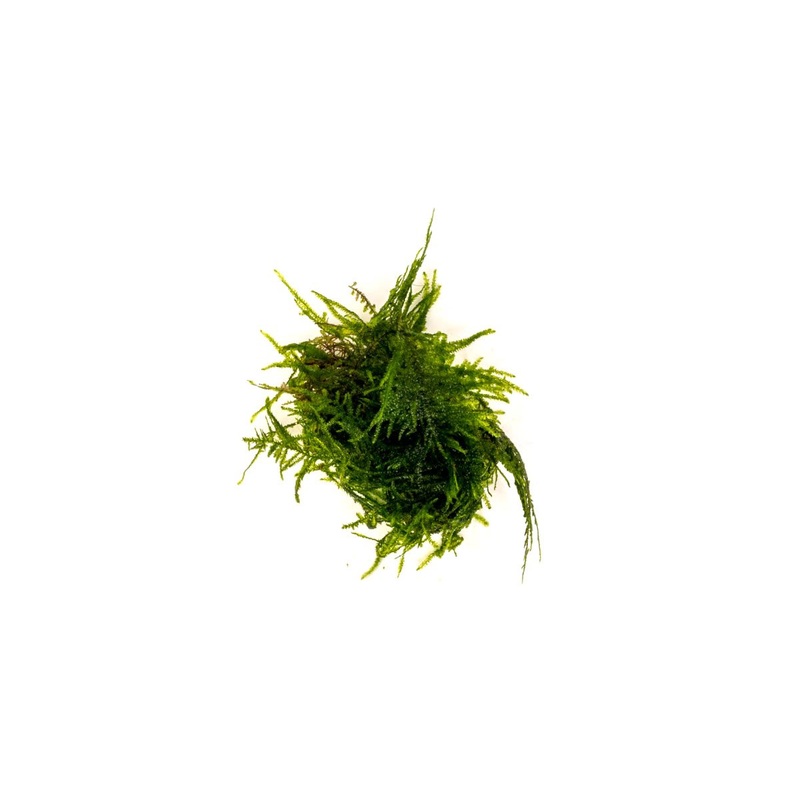 Taxiphyllum Sp Spiky Moss