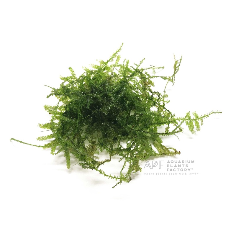 Christmas Moss Loose Portion
