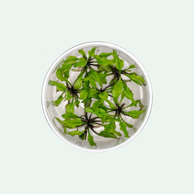 Cryptocoryne Schulzei UNS Tissue Culture (Small)