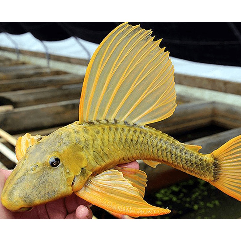 Hypostomus luteus (Phase 3) 8″+ Unsexed