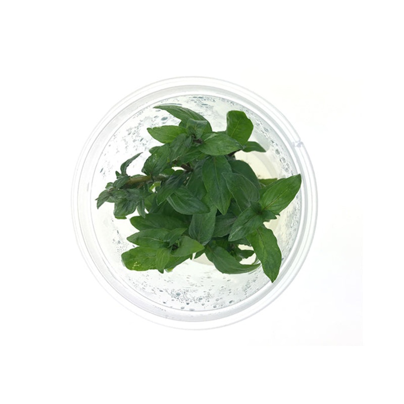 Staurogyne Tissue Culture