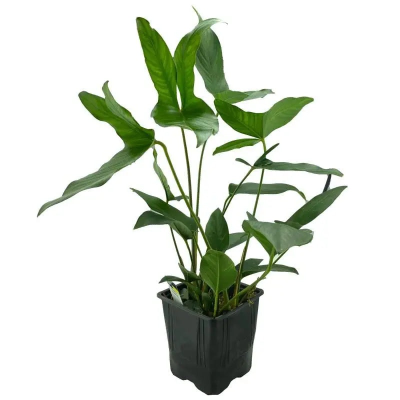 Anubias hastifolia XL Pot