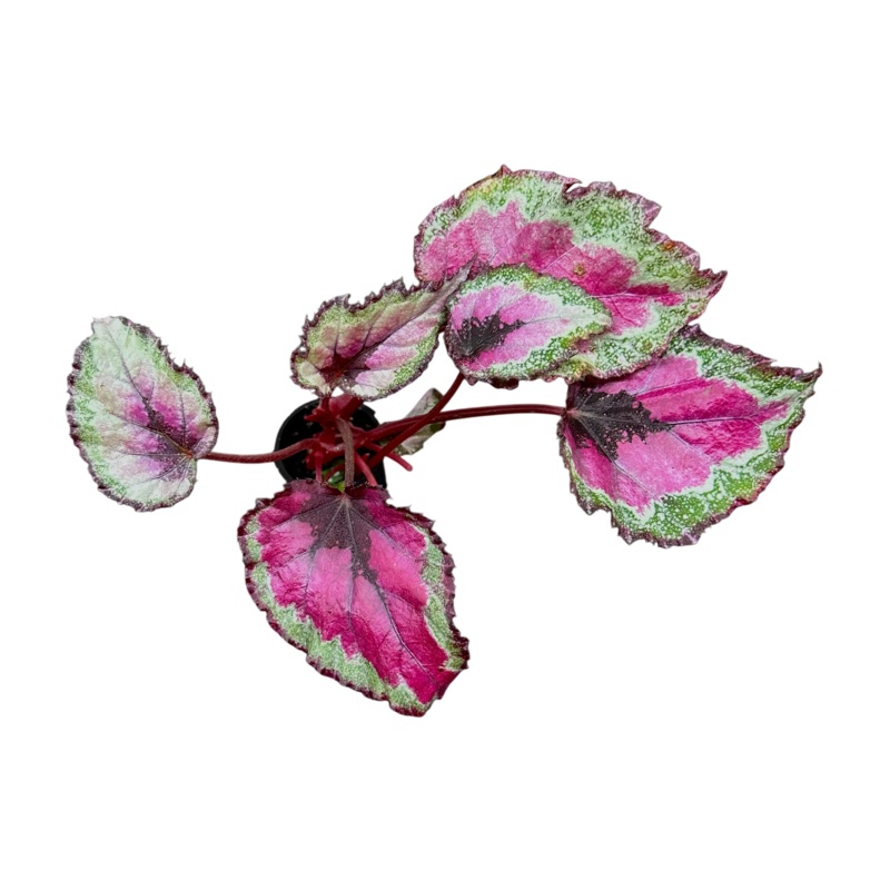 Begonia SpitFire King Small Rooted Plug (3+ leaves)