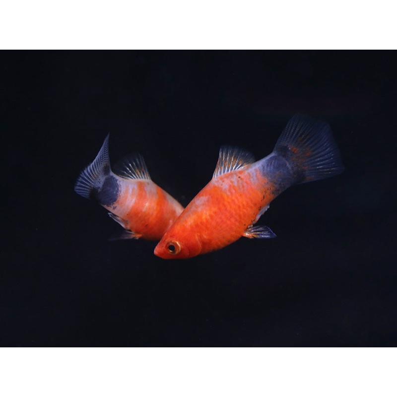 Bleeding Heart Tiger Platy (Xiphophorus maculatus hybrid)  Tank Bred Trio (1 Male + 2 Females)