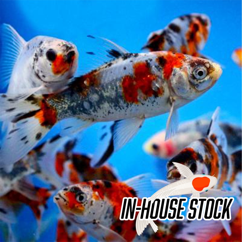 Goldfish – Shubunkin GOLDFISH – SHUBUNKIN 2-3″ each (min 5)