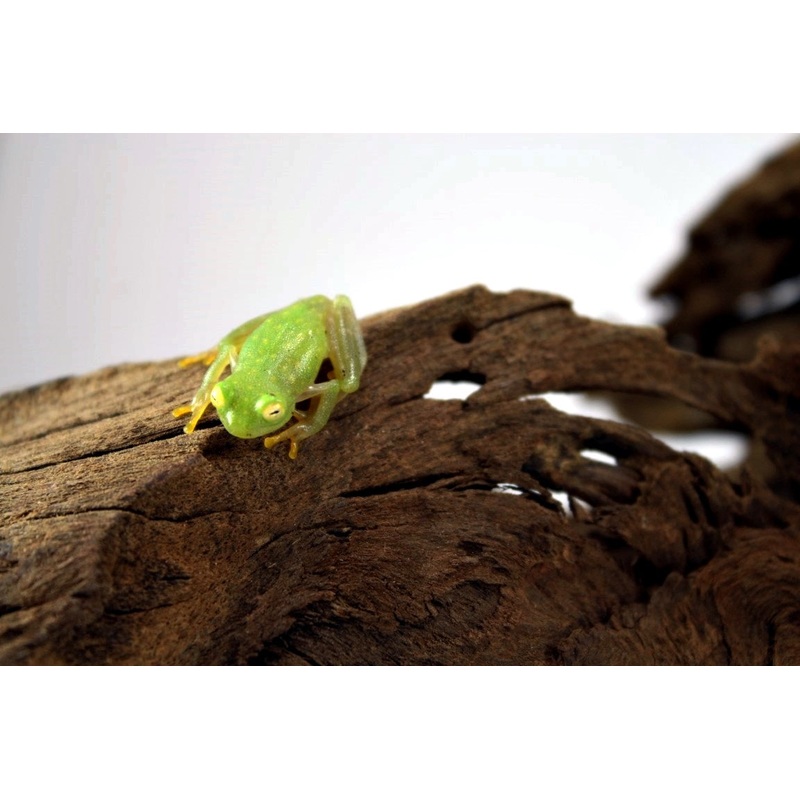 Northern Glass Frog