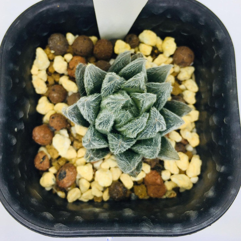 S&C Haworthia Spp (#144 / 7cm Pot)