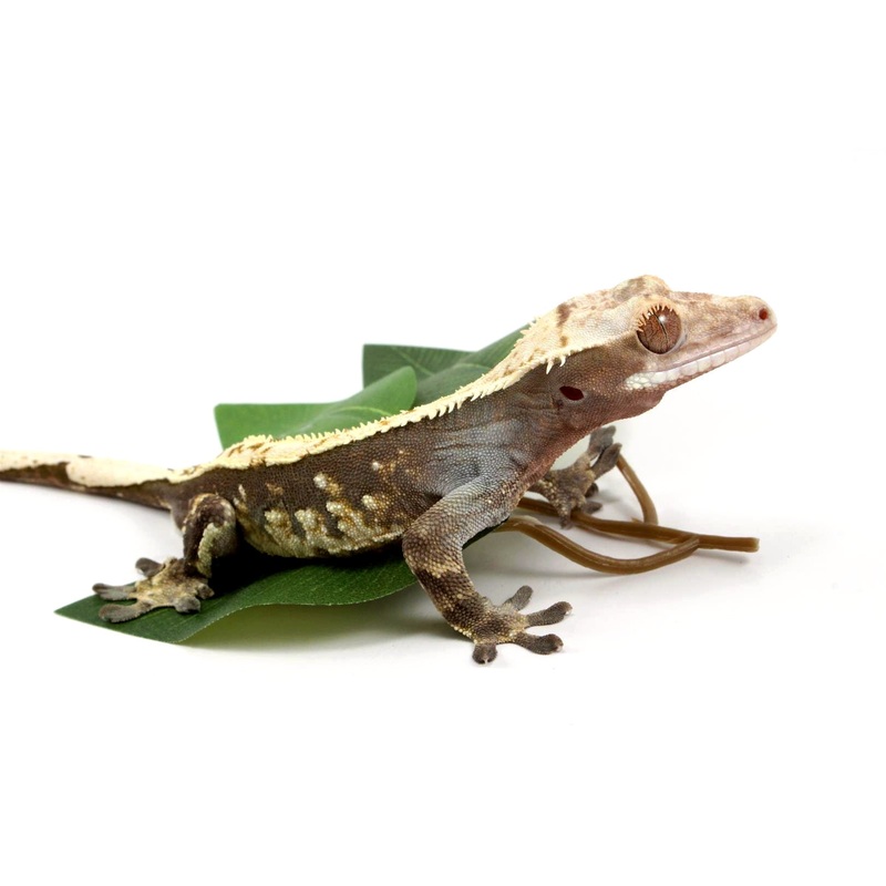 Harlequin Crested Gecko
