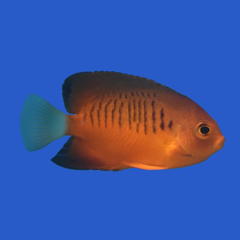Shepard’s Angelfish WYSIWYG