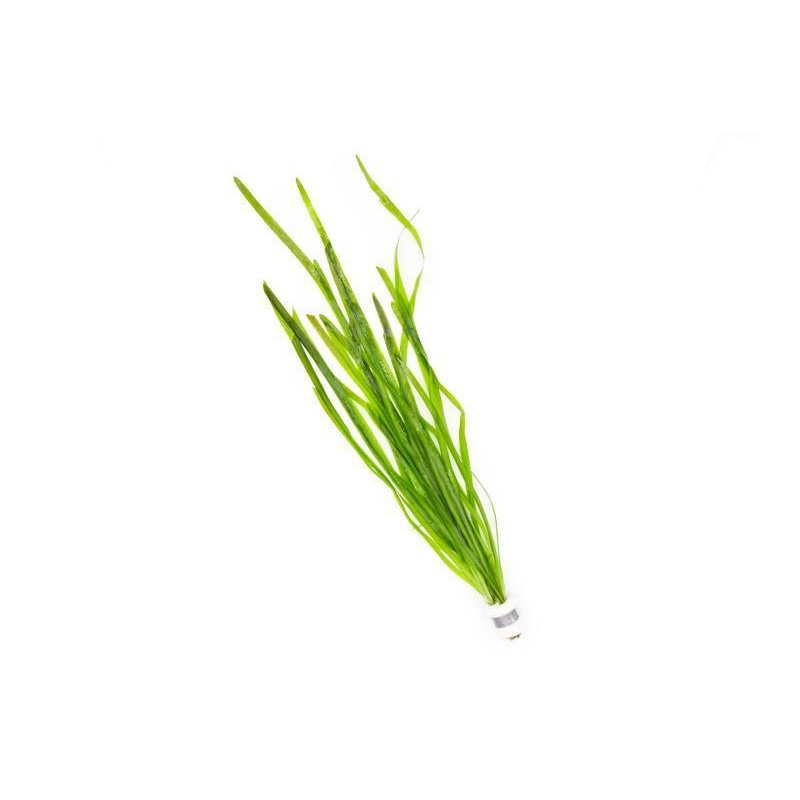 Vallisneria Spiralis Lead Bunch