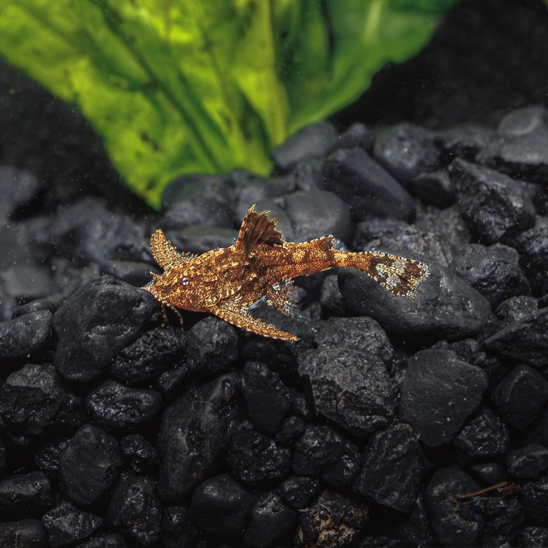 Dwarf Anchor Catfish Imported 1 Fish