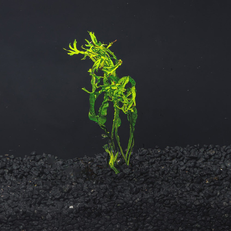 Lace Java Fern “Windelov”