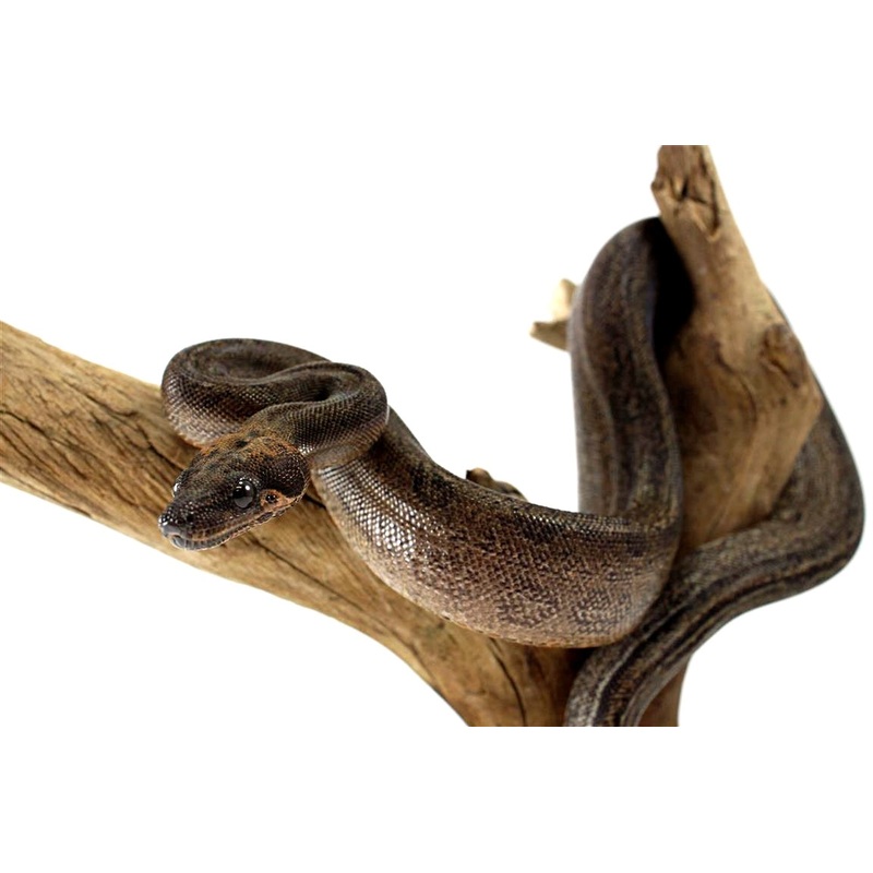 Leopard Boa