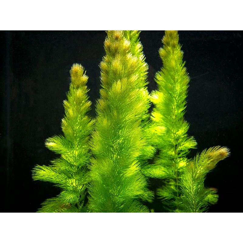Hornwort (Ceratophyllum demersum) 1 Bunch